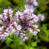 300 PURPLE TANSY Lacy Fiddleneck Phacelia Tanacetifolia Flower Seeds