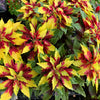150 TRICOLOR AMARANTHUS PERFECTA Summer Poinsettia Amaranth Flower Seeds