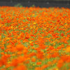 150 ORANGE SULPHUR COSMOS Klondike Sulphureus Seeds