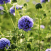 1500 GLOBE GILIA Bluehead Gilia Capitata Thimble Flower Seeds