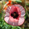 100 MOTHER Of PEARL POPPY Mix Papaver Rhoeas Shirley Flower Seeds Mixed Colors