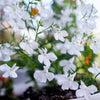 200 WHITE LOBELIA REGATTA Erinus Flower Seeds
