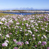 250 VALERIAN (Garden Heliotrope / Heal All) Valeriana Officinalis Herb Flower Seeds