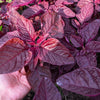 500 MIDNIGHT RED AMARANTHUS Cruentus Amaranth Flower Leaf Vegetable Seeds