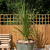 50 CABBAGE PALM / GIANT DRACAENA Australis Cordyline Tree Houseplant Seeds