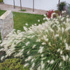 30 WHITE FOUNTAIN GRASS Pennisetum Villosum Ornamental Flower Seeds