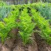 300 BLACK NEBULA CARROT Daucus Carota Root Vegetable Seeds