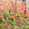 30 MIXED COLORS AGASTACHE Aurantiaca Cana Hummingbird Mint Hyssop Flower Seeds