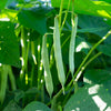 50 White GREAT NORTHERN BEAN Bush Phaseolus Vulgaris Vegetable Seeds