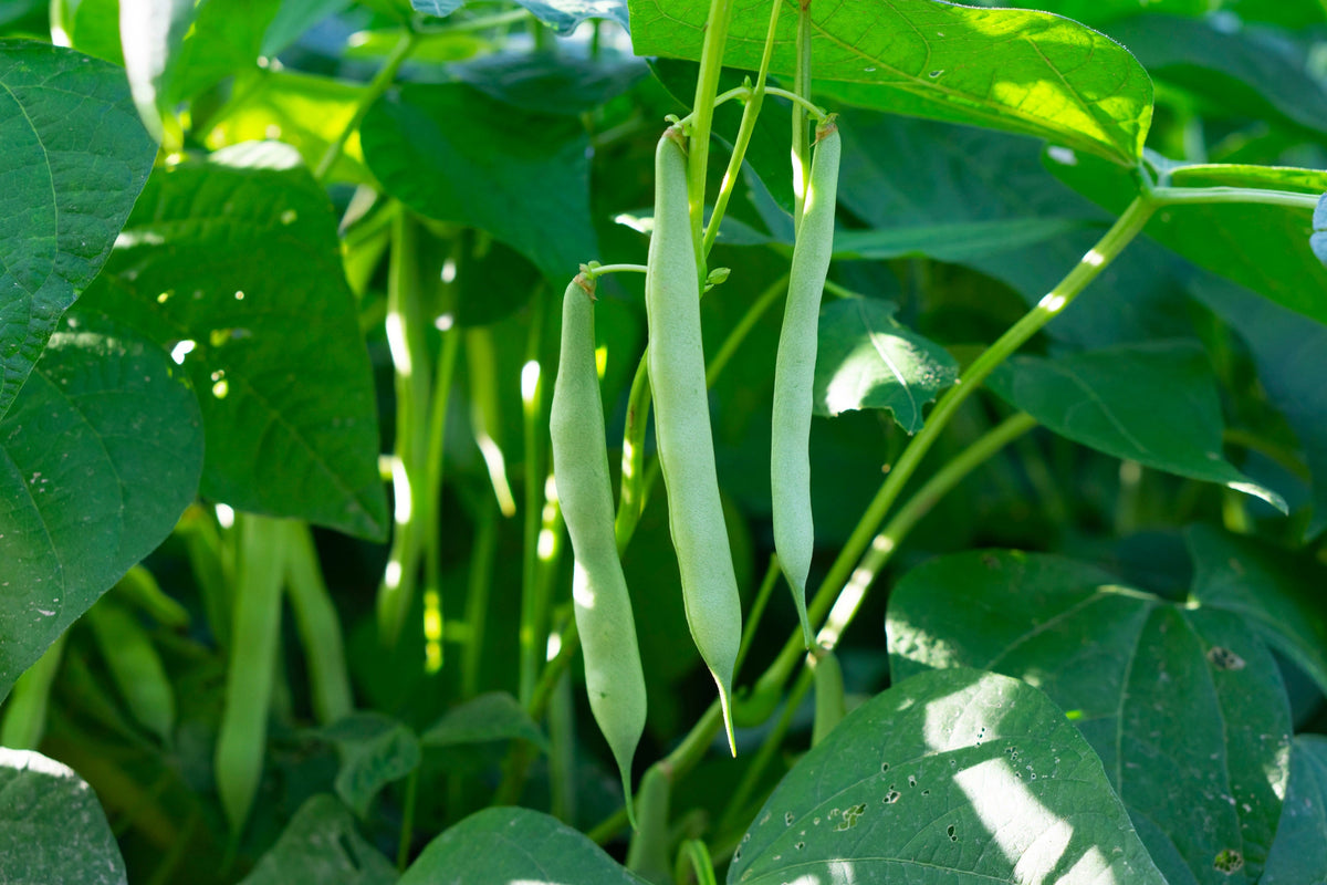 White Great Northern Bean Seeds – Bush Phaseolus Vulgaris Vegetable – photo 2
