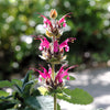 10 Organic California HUMMINGBIRD SAGE Salvia Spathacea Magenta Red Flower Herb Seeds