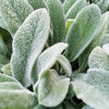 100 Wolly LAMBS EAR Stachys Byzantina Silvery Fuzzy Leaves Purple Flower Seeds