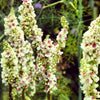 100 WHITE BLUSH VERBASCUM Blattaria Albiflorum Moth Mullein Flower Seeds