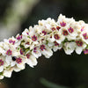 100 WHITE BLUSH VERBASCUM Blattaria Albiflorum Moth Mullein Flower Seeds