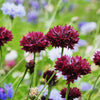 25 Black Garnet BACHELOR'S BUTTON / CORNFLOWER Centaurea Cyanus Flower Seeds