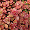 50 Red DRAGONS BLOOD SEDUM Stonecrop Sedum Spurium Flower Seeds
