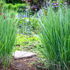 1000 SWITCHGRASS Tall Panic Switch Grass Panicum Virgatum Red Flower Seeds