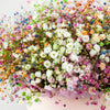 1000 White BABY'S BREATH 'Covent Garden' Gypsophila Elegans Flower Seeds