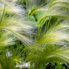 40 SQUIRREL TAIL Barley GRASS (Foxtail Barley) Hordeum Jubatum Ornamental Seeds