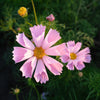 200 COSMOS SEASHELLS Cosmos Bipinnatus Sea Shells Flower Seeds