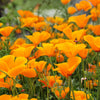 1000 ORANGE CALIFORNIA POPPY Eschscholzia Californica Flower Seeds