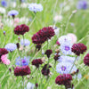 25 Black Garnet BACHELOR'S BUTTON / CORNFLOWER Centaurea Cyanus Flower Seeds