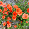 250 Red LONG POD POPPY Papaver Dubium Long Headed Blindeyes Flower Seeds