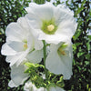 25 WHITE HOLLYHOCK Alcea Rosea Flower Seeds Perennial