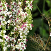 100 WHITE BLUSH VERBASCUM Blattaria Albiflorum Moth Mullein Flower Seeds