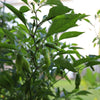 Greek Golden Pepper Seeds – Pepperoncini Gold Yellow Capsicum Annuum Vegetable – photo 6