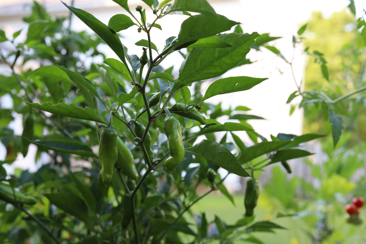 Greek Golden Pepper Seeds – Pepperoncini Gold Yellow Capsicum Annuum Vegetable – photo 6