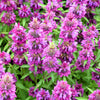 2000 BEE BALM Lemon MINT Monarda Citriodora Herb Purple Flower Seeds