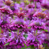 2000 BEE BALM Lemon MINT Monarda Citriodora Herb Purple Flower Seeds
