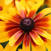 4000 Indian Summer GLORIOSA DAISY Rudbeckia Hirta Red Yellow Brown Flower Seeds