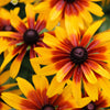 4000 Indian Summer GLORIOSA DAISY Rudbeckia Hirta Red Yellow Brown Flower Seeds