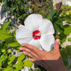25 Luna WHITE HARDY HIBISCUS Hibiscus Moscheutos Flower Seeds