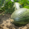 50 PIEL de SAPO MELON Santa Claus Christmas Melon Green Yellow Cucumis Melo Fruit Seeds