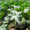 50 PIEL de SAPO MELON Santa Claus Christmas Melon Green Yellow Cucumis Melo Fruit Seeds