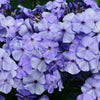 Mixed Colors Drummond Phlox Mix Seeds – Pink, Red, & White Phlox Drummondii Flower – photo 7
