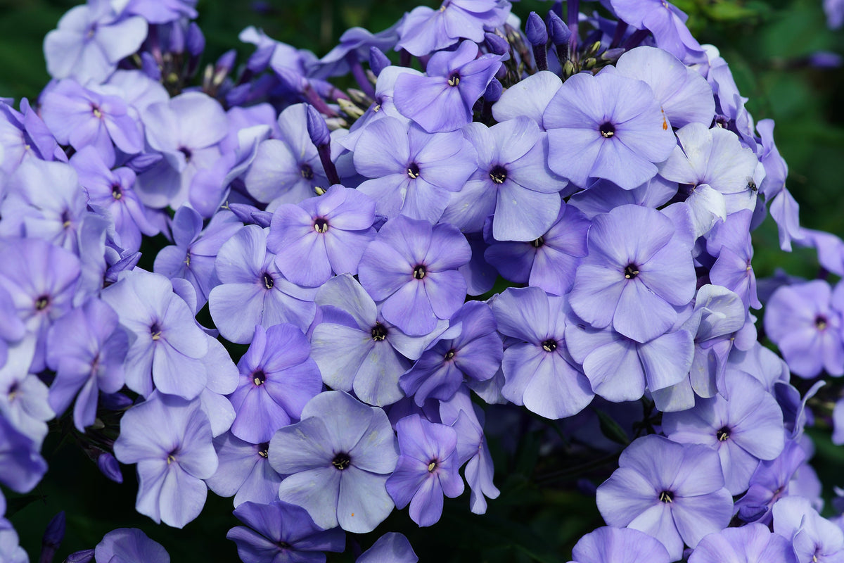 Mixed Colors Drummond Phlox Mix Seeds – Pink, Red, & White Phlox Drummondii Flower – photo 7