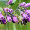 10 TRUE COMFREY Comphrey Symphytum Officinale Herb Seeds Purple Flowers