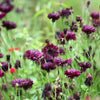 25 Black Garnet BACHELOR'S BUTTON / CORNFLOWER Centaurea Cyanus Flower Seeds