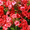 800 RED DRUMMOND PHLOX (Texas Pride) Phlox Drummondii Flower Seeds