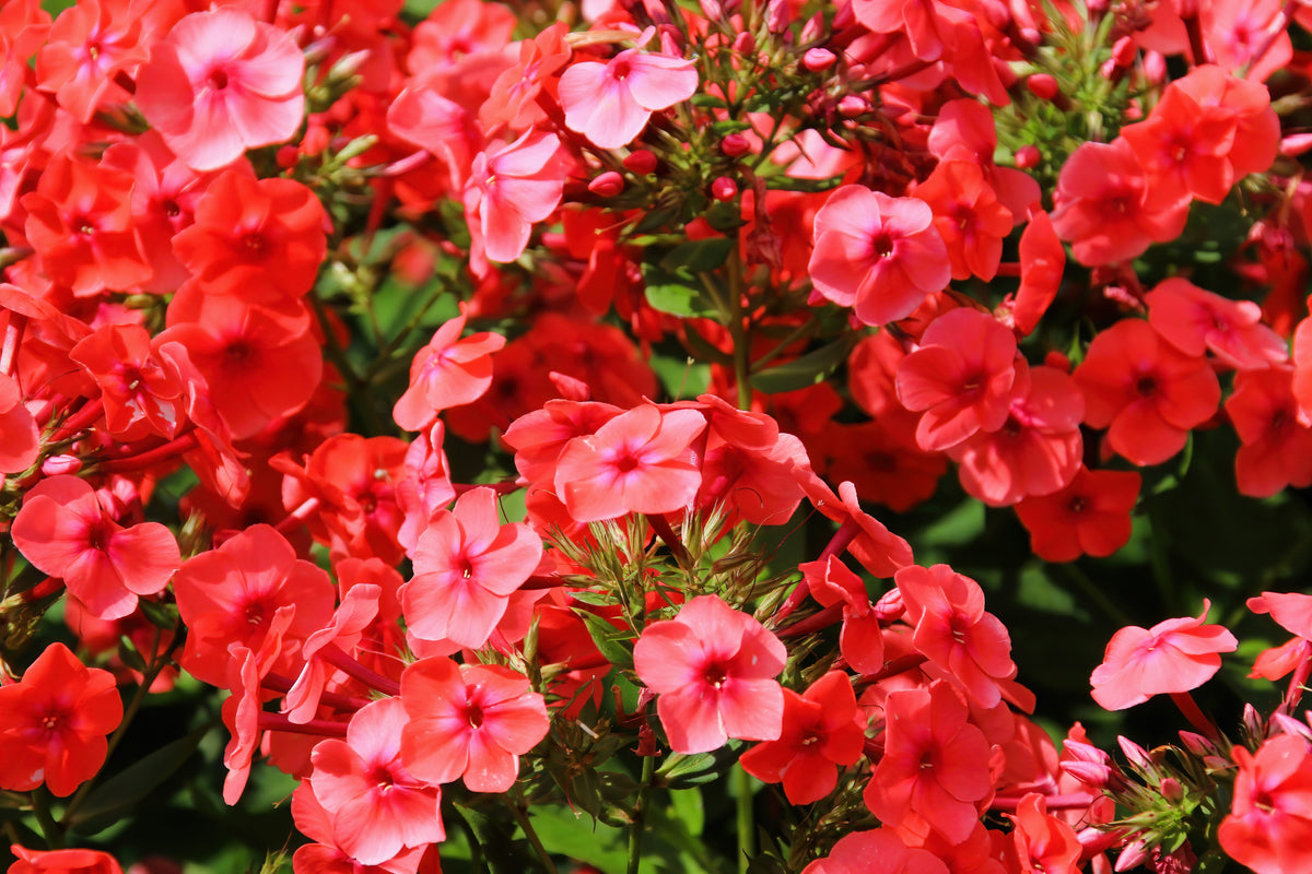 Mixed Colors Drummond Phlox Mix Seeds – Pink, Red, & White Phlox Drummondii Flower – photo 5