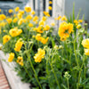 10 Yellow Lady Stratheden GEUM Chiloense Flower Seeds