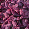 500 MIDNIGHT RED AMARANTHUS Cruentus Amaranth Flower Leaf Vegetable Seeds