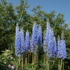 350 Blue with Pink ROCKET LARKSPUR DELPHINIUM Consolida Ajacis Seeds