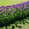 25 GIANT ALLIUM Allium Giganteum Purple Globe Flower Seeds