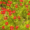 10 ADONIS PHEASANTS EYE Adonis Aestivalis Red & Black Flower Seeds
