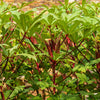 150 RED BURGUNDY OKRA Abelmoschus Esculentus Vegetable Seeds